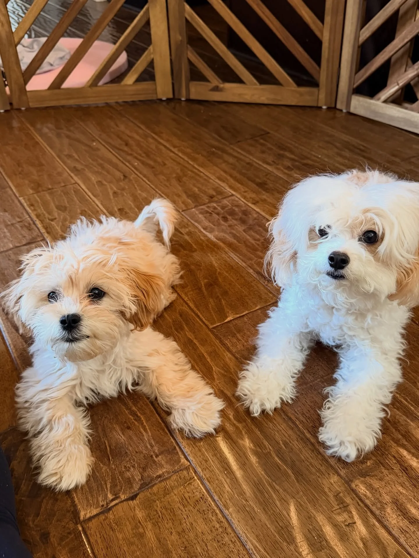 Anybody out there in the Cavalier Kingdom have previous Carmen/Mac Daddy babies? Escamillo&rsquo;s/Hank&rsquo;s siblings especially? Please text me updated photos at 619-727-3673. Erin (Hank&rsquo;s mom) is asking for sibling photos. 💖🐶