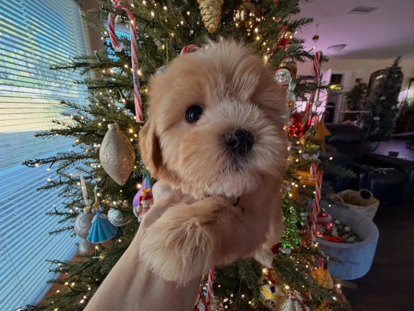 St Nick is a very special boy. He has a heart murmur and his family is heartbroken to have to back out. I am an ethical breeder who does everything I can to produce the healthiest well tempered pups. Occasionally Mother Nature decides to throw a curv