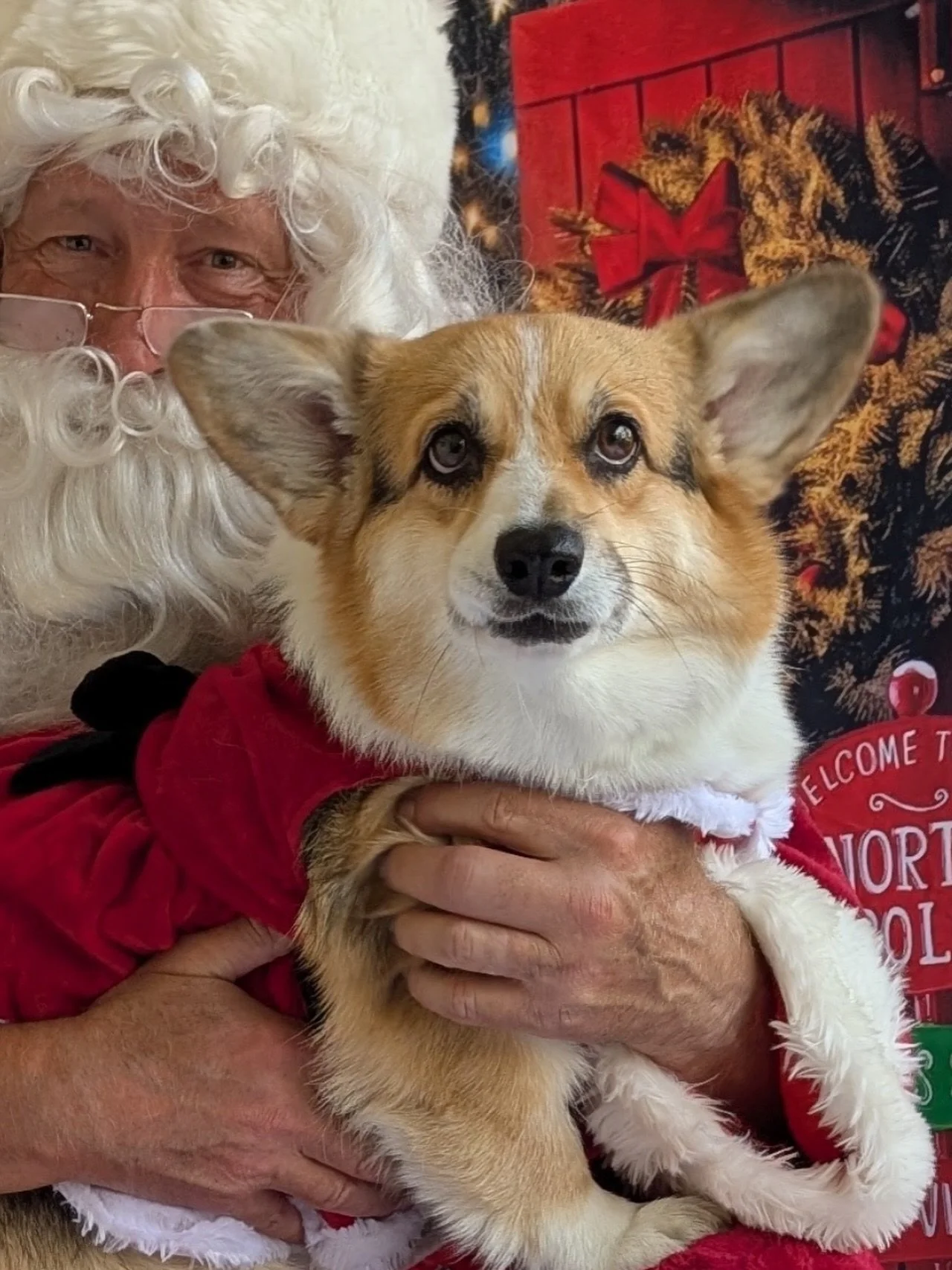 A friend&rsquo;s corgi, Phoebe, got to get her picture taken with Santa today. OMG she doesn&rsquo;t even look real!!!! 💖💖💖🐾
