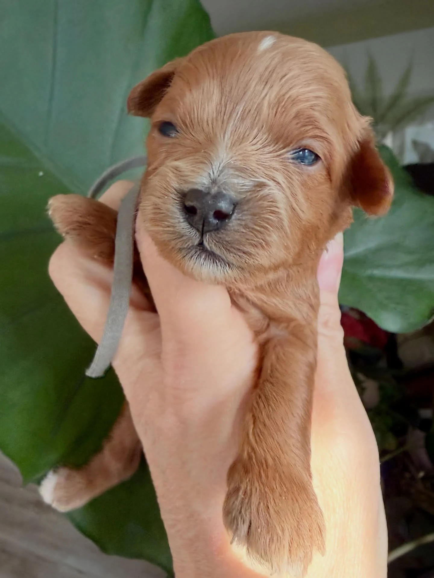 Muggy, Bella&rsquo;s Weather boy.