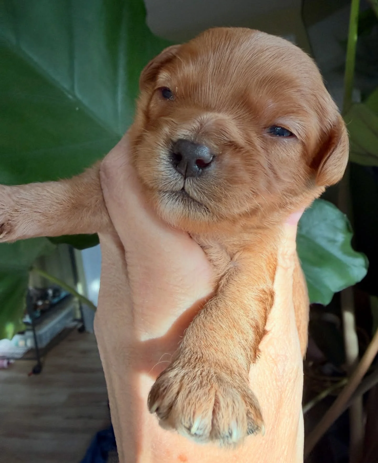 Balmy, Bella&rsquo;s bigger boy from her Weather litter