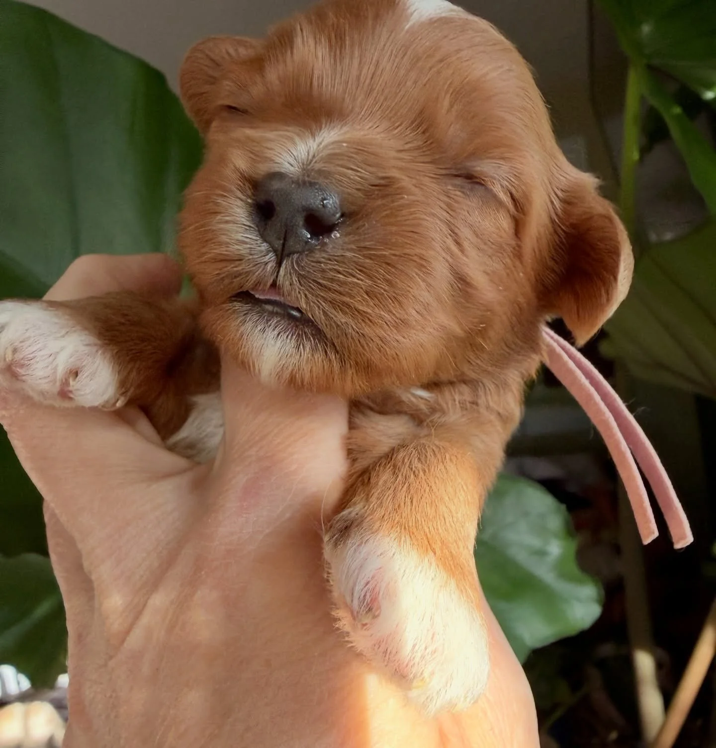 Breezy from Bella&rsquo;s Weather litter