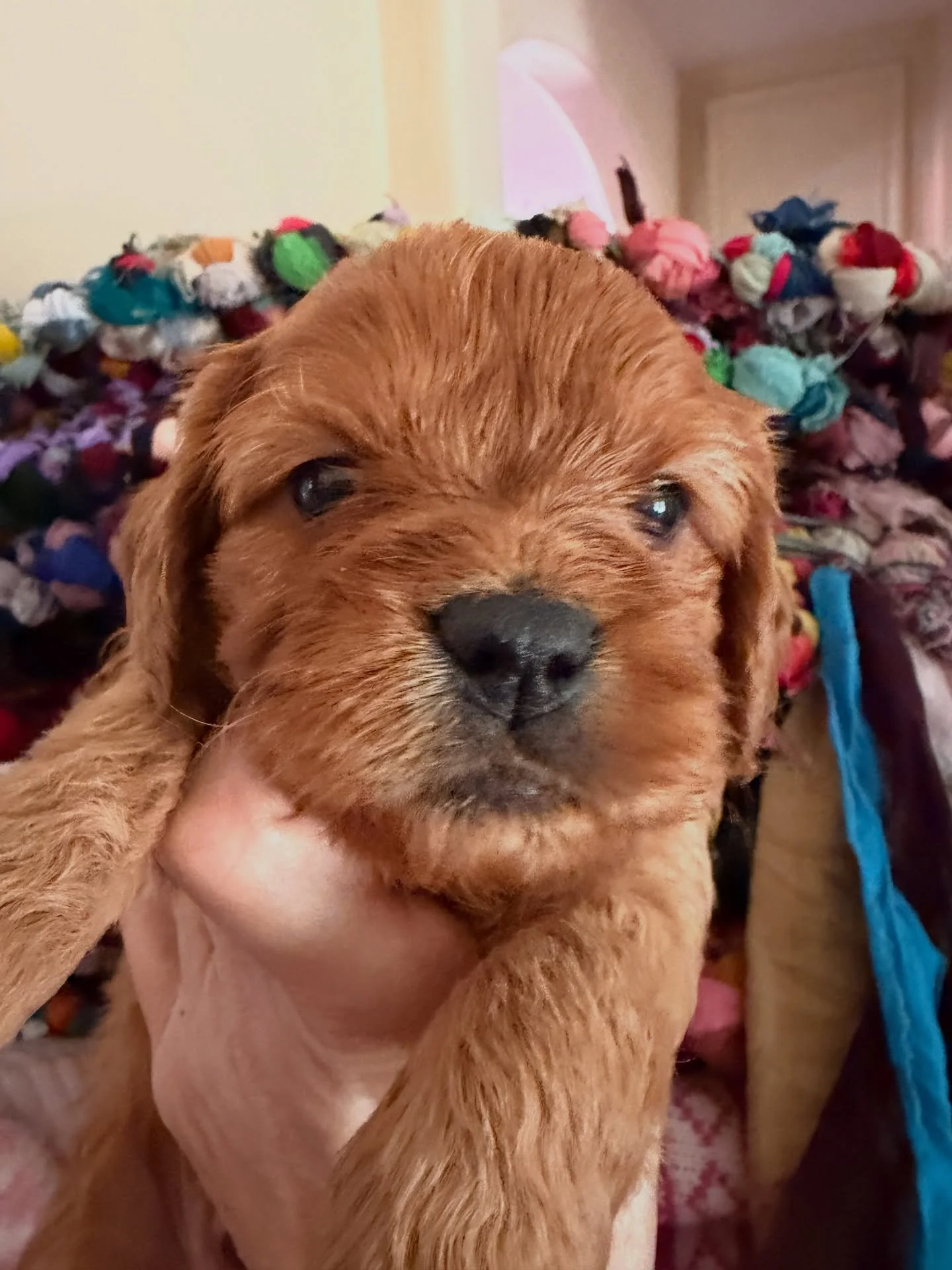 Confetti, still without a date to the ball. Waiting for you. 💖