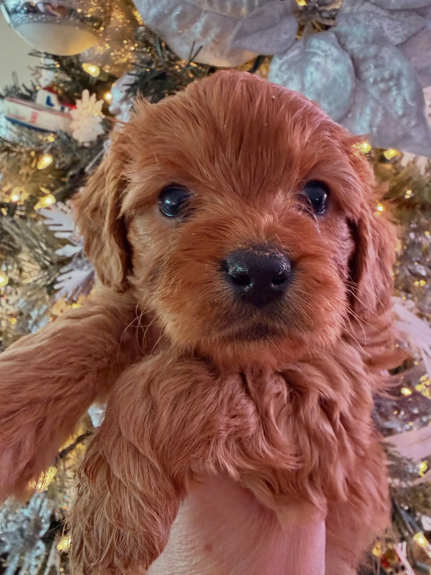 Confetti has a date to the New Year&rsquo;s dance!!! All pups are now spoken for till a new litter is born mid January. We will have no cavapoos for about 5 months, only purebred cavaliers and cavamaltipoos between now and then.