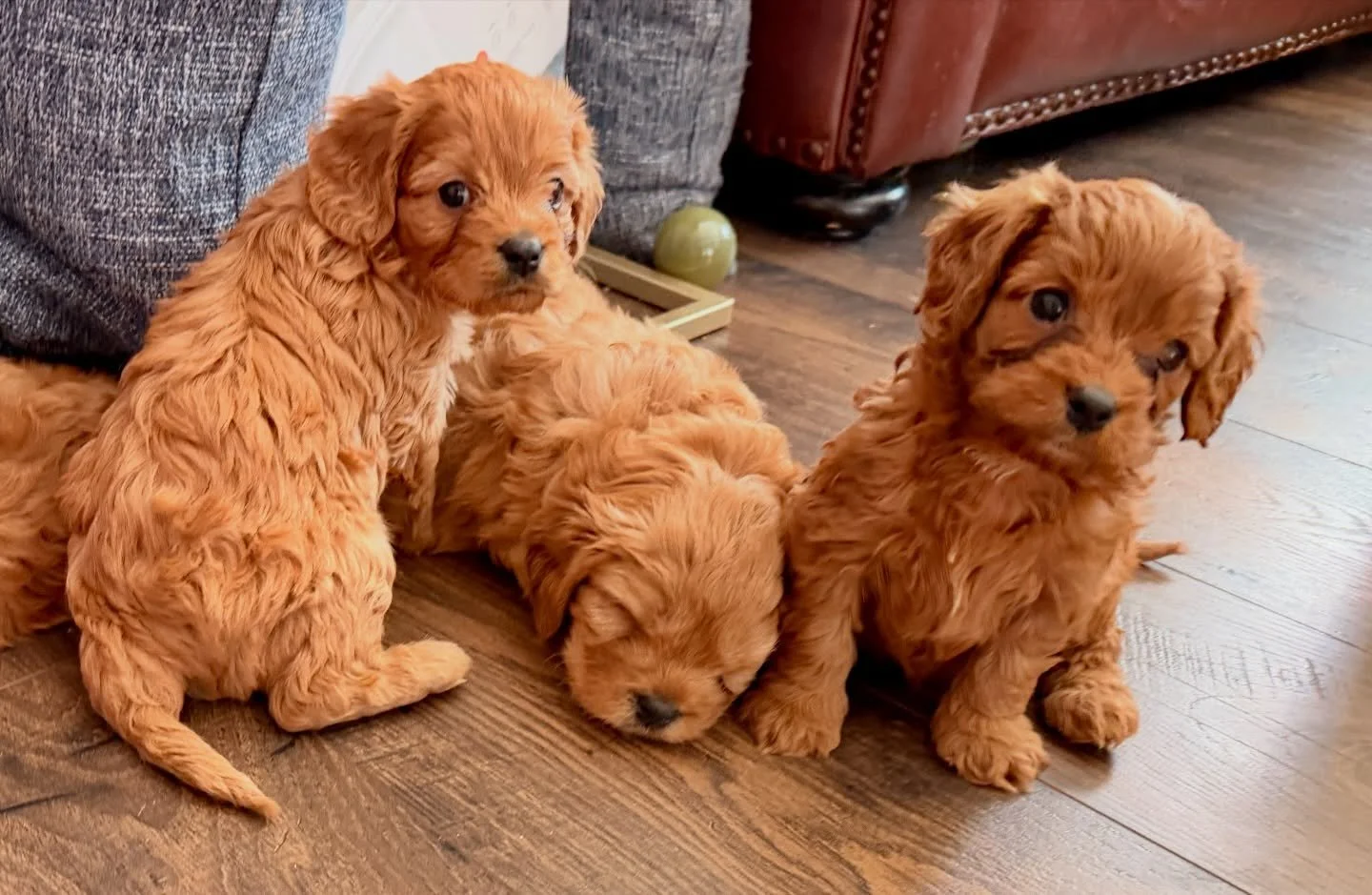 New Year&rsquo;s babies all tuckered out after a good romp