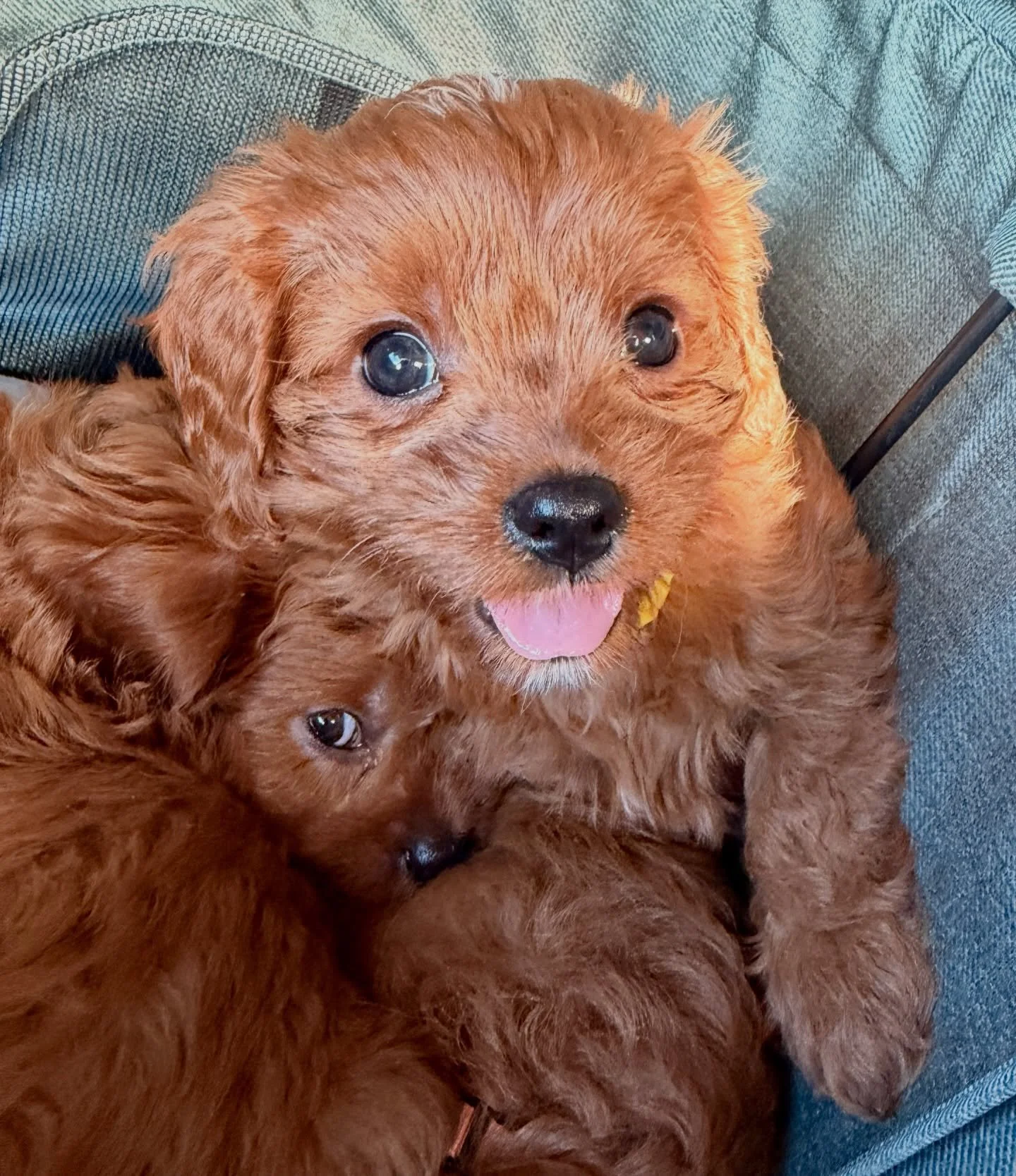 New Year&rsquo;s Litter on a little adventure today. Eve is stealing the spotlight by being so photogenic. 💖