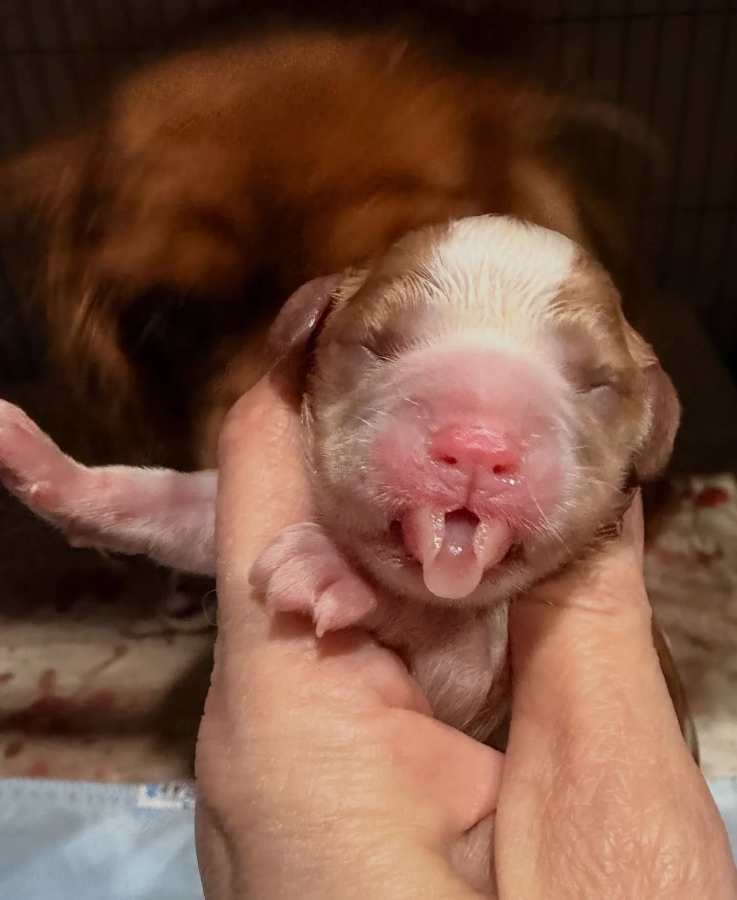 Purebred AKC cavaliers. All but one boy are spoken for. We&rsquo;ll know which one in about 3 weeks.
