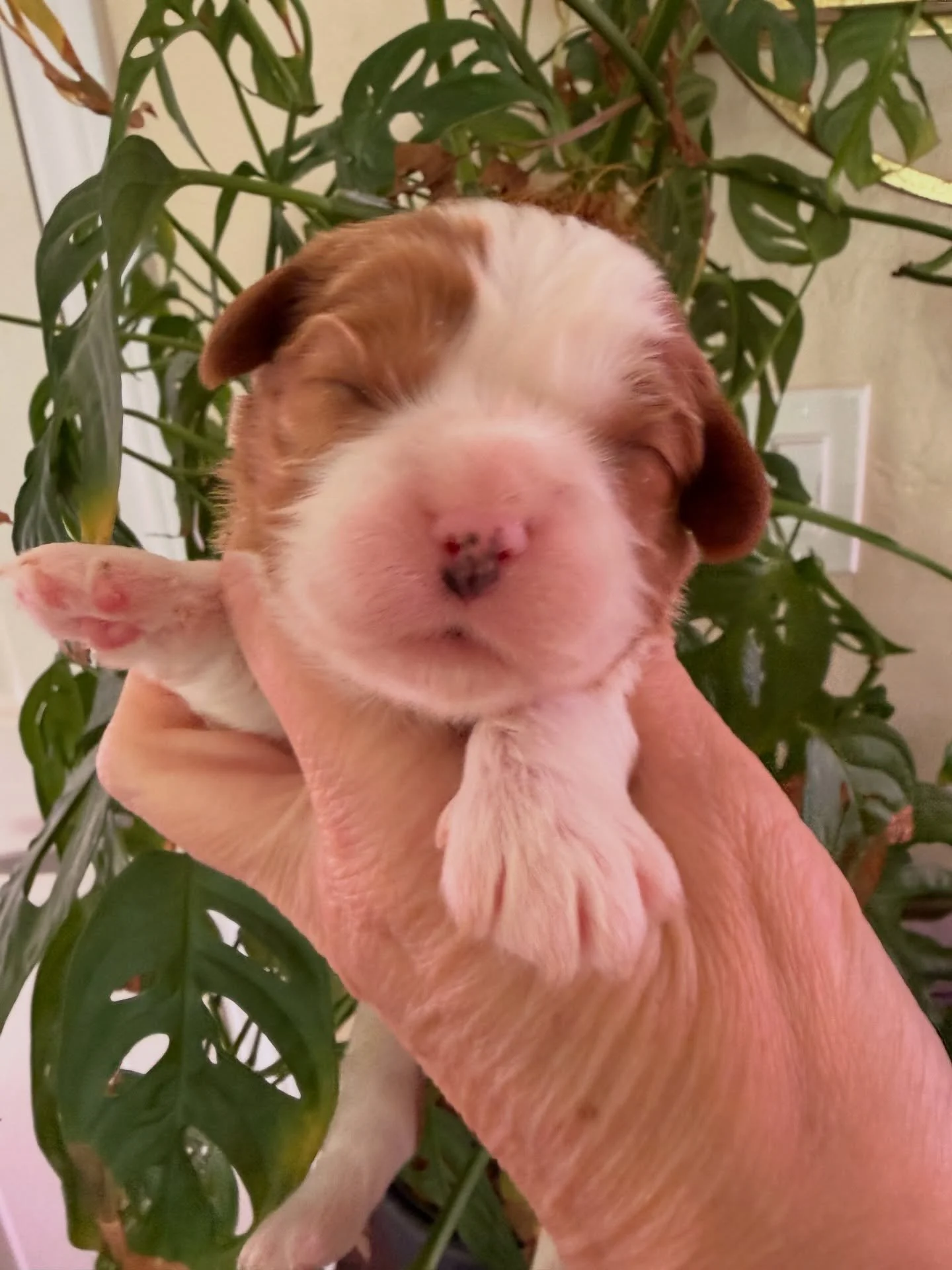 Cavvie babies. All are spoken for.