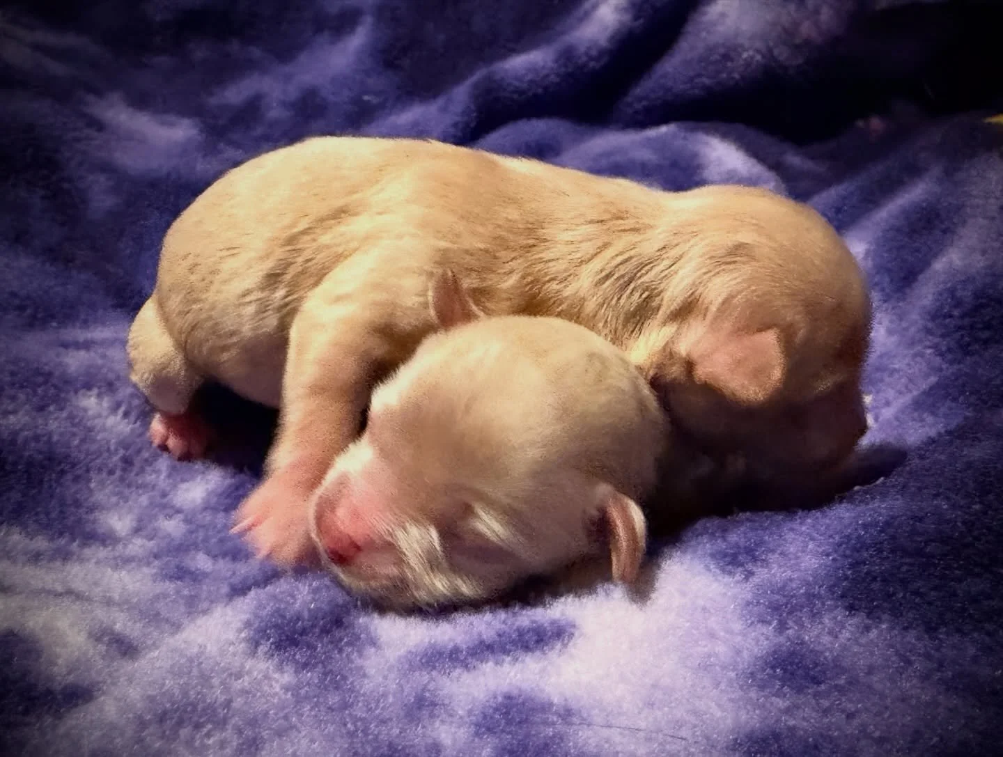 The sweetest!!! Teeny tiny Gucci babies. Someone dubbed them Teeny Couture. 🥰 We&rsquo;re calling them Martini and Olive. Martini is the slightly bigger of the two girls. 💖💖💖