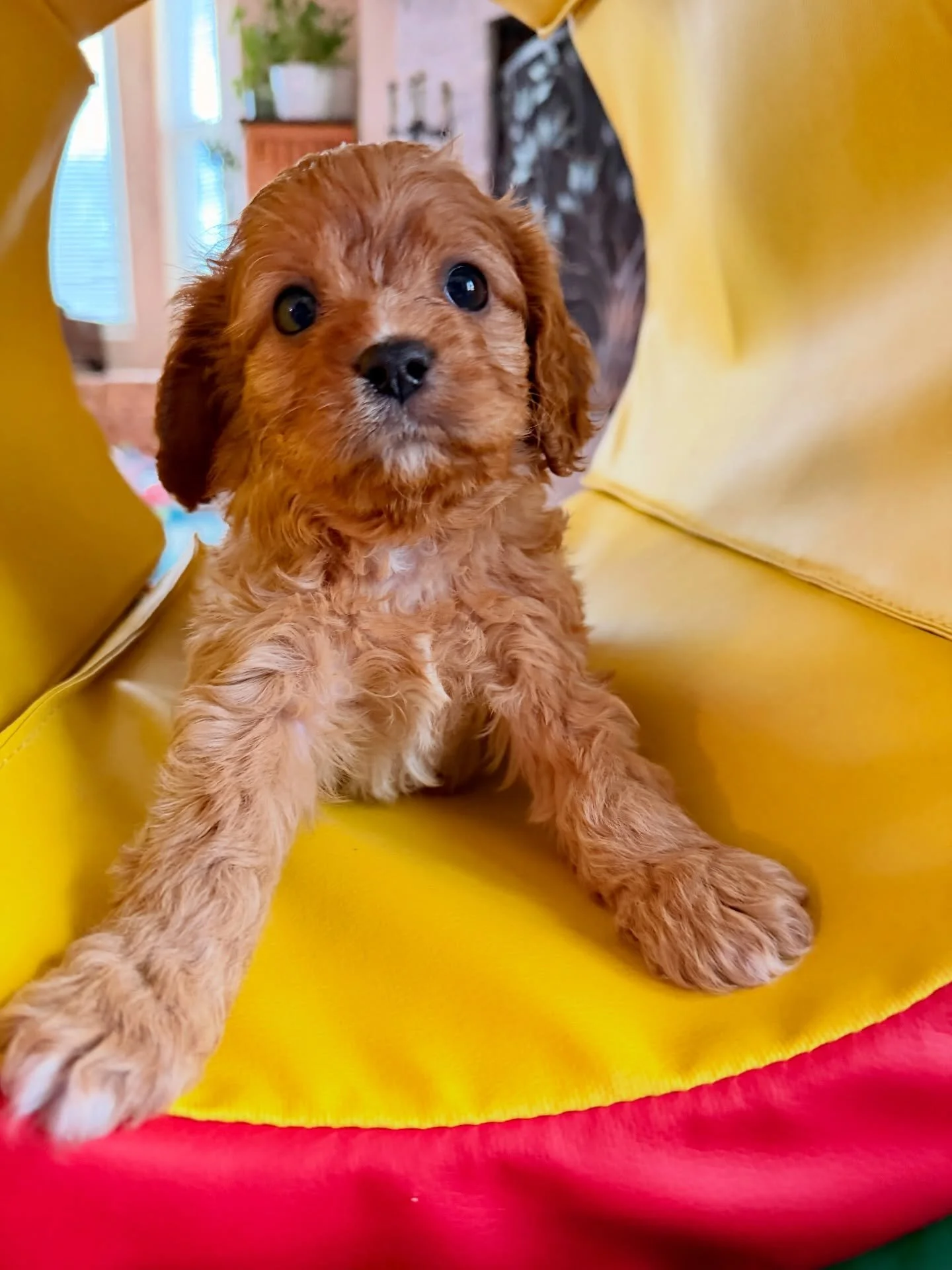 Jean Valjean is once again spoken for!!