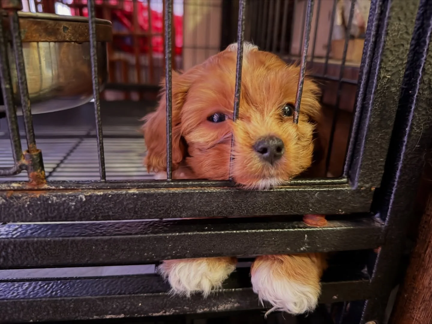 Breezy did not like going down for a nap after a raucous playtime today at our puppy party