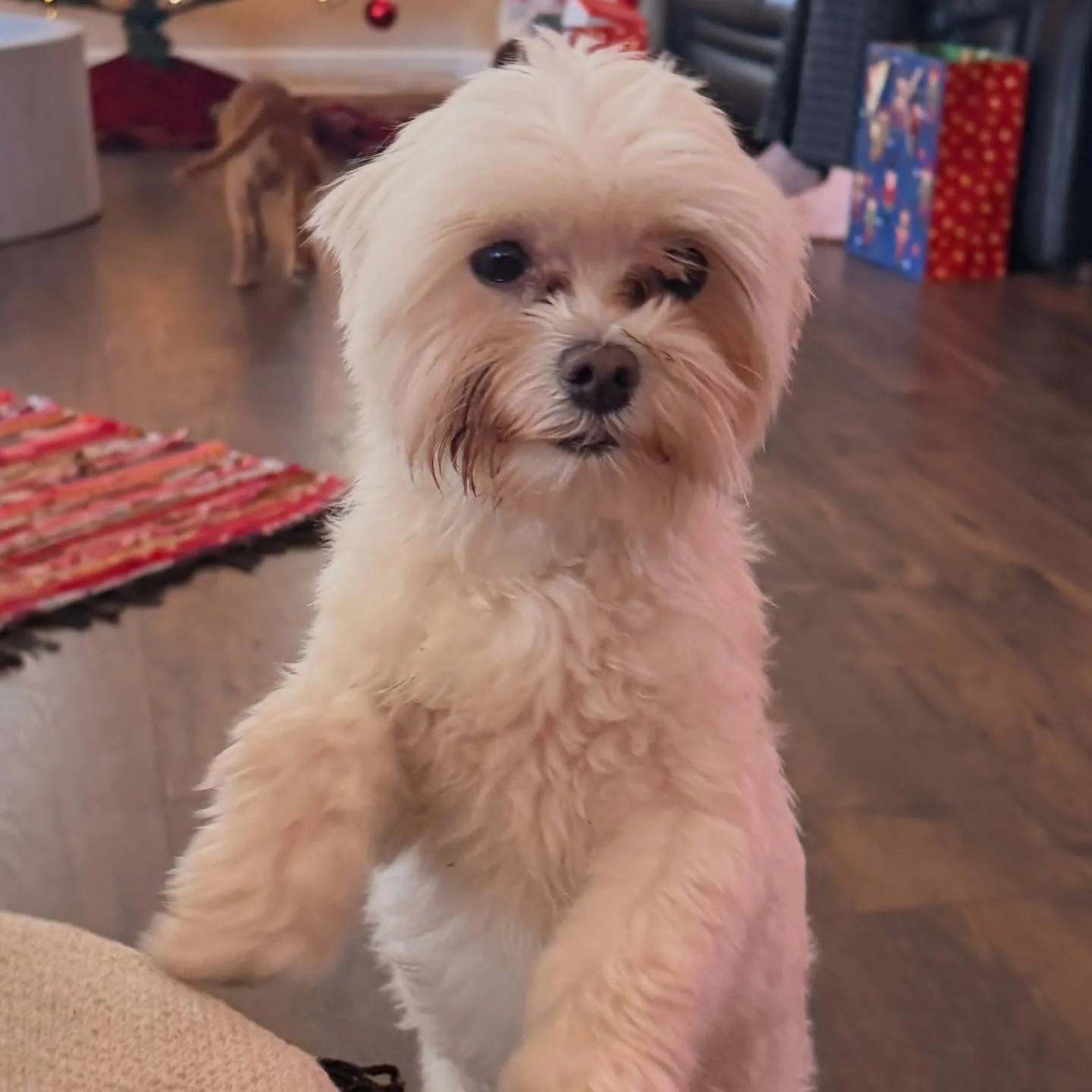 Decision time! Coco, Gucci&rsquo;s 7 pound sister, purebred maltese, is getting close to her time to mate. I&rsquo;ve had several people asking for cavamalts and had not anticipated doing more cavamalts till late in the year. I can either do cavamalt