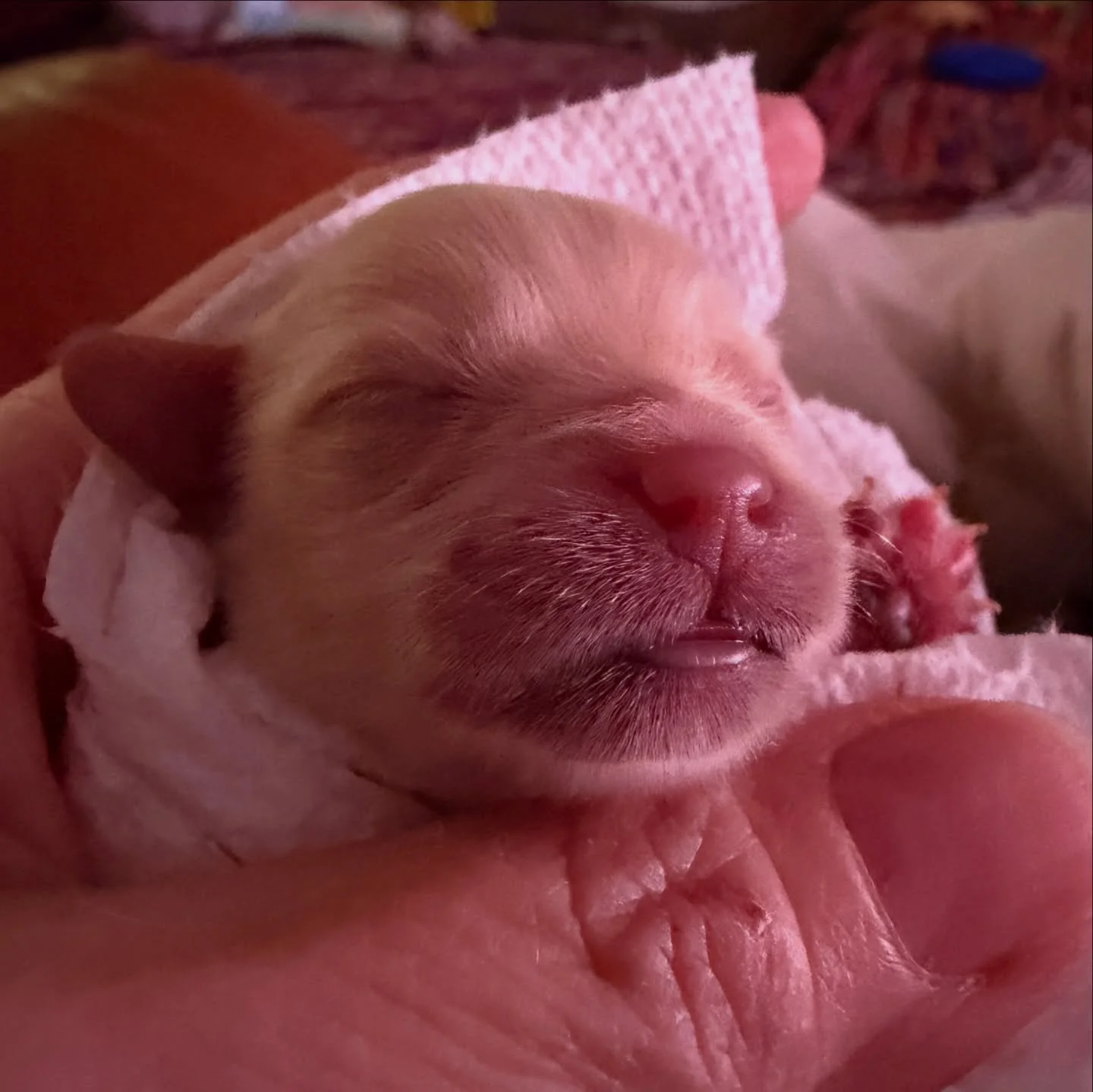 Martini and Olive, teeny tiny teacup cavamaltipoos. No deposits yet. Both are girls.