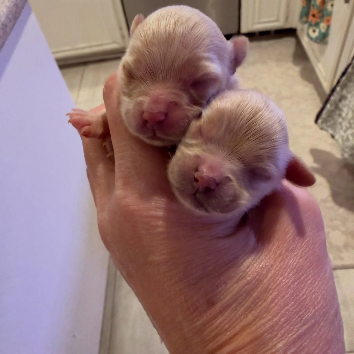 Martini and Olive. Cavamaltipoo girls. Teacup size.