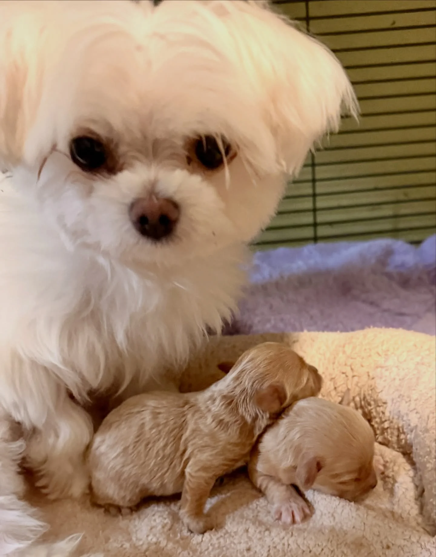 Gucci and her shiny shiny babies Martini and Olive. Both are girls. I&rsquo;m falling in love! Save me!! 😆😆😂😂😂