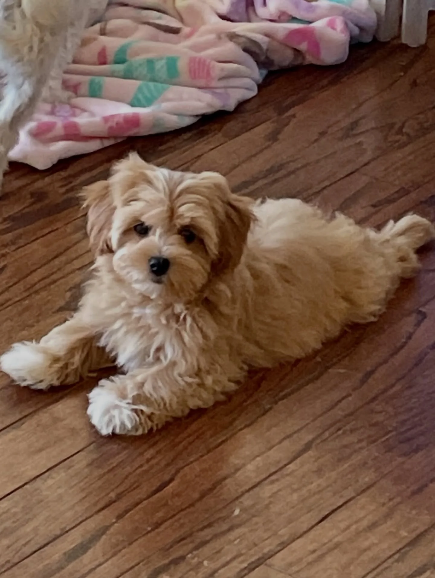 Martini and Olive will look a lot like these babies. Probably just like.