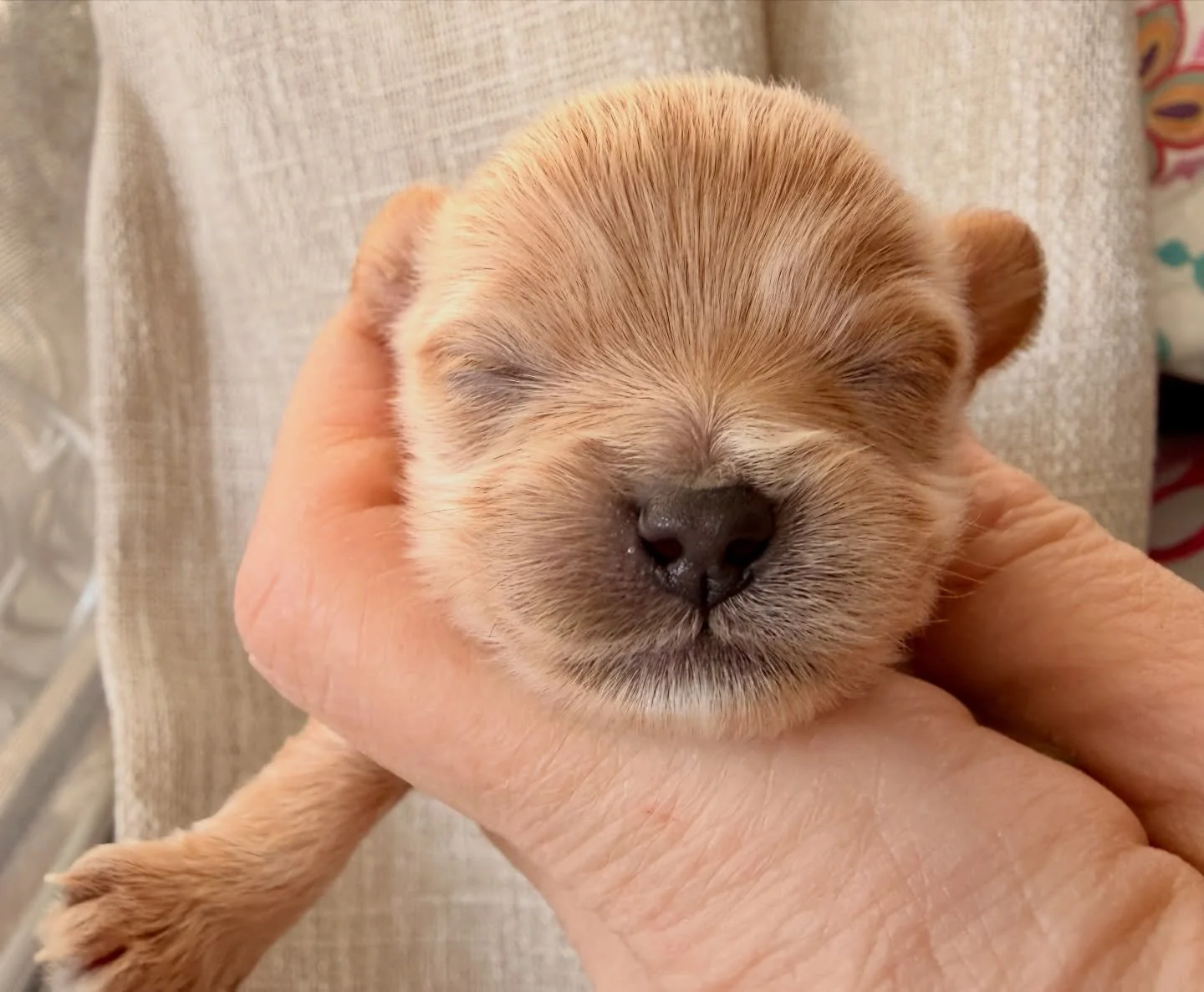Martini and Olive, female teacup cavamaltipoos