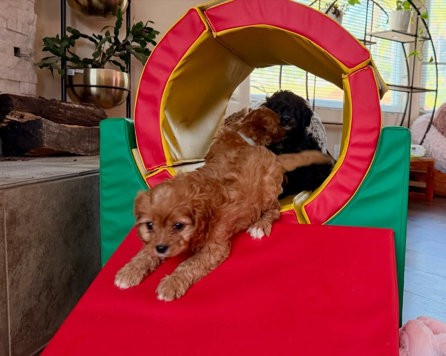 Cavapoo playtime (with the cavamaltipoo half sibs)
