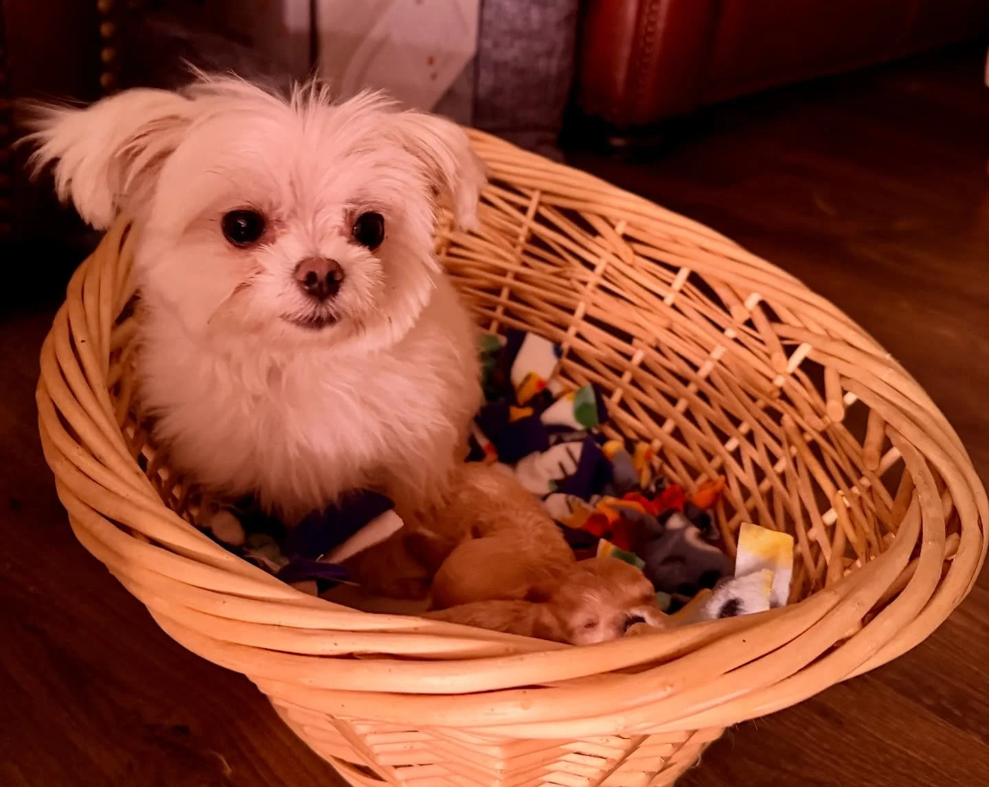 Gucci is getting the hang of this mommying stuff.