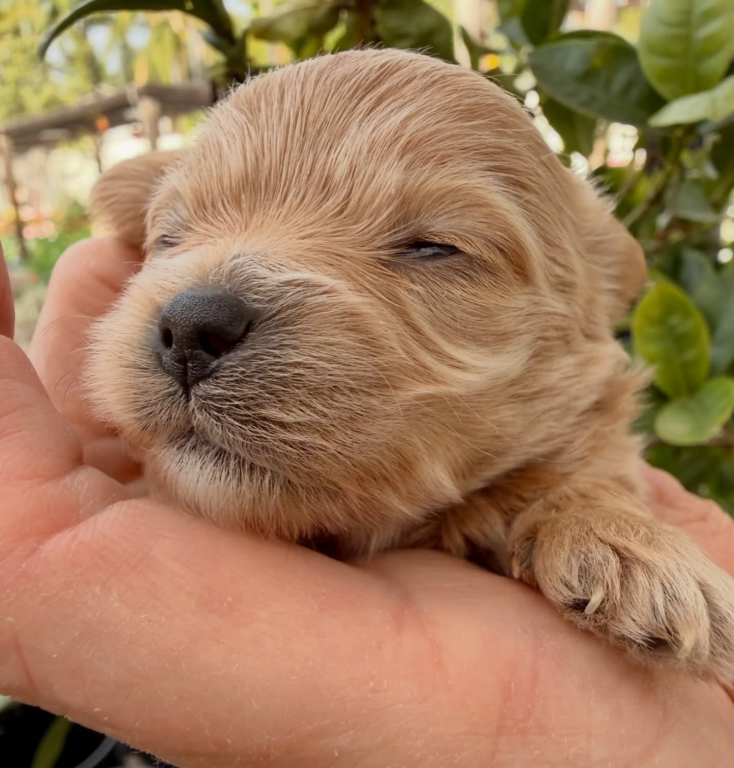 Martini and Olive. Gucci&rsquo;s girls.