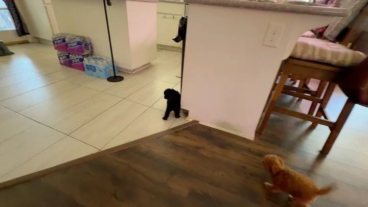 Getting ready to go home, Cosette says goodbye to her brothers. She&rsquo;ll be with us another 5 days.