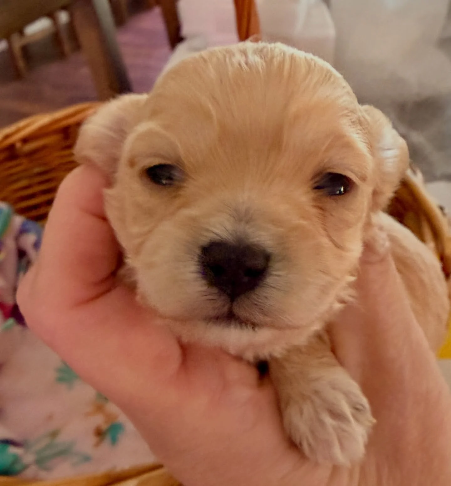 Martini, the bigger sister from Gucci. She favors the maltese side and will likely be around 5-6, maybe 7 pounds when fully grown.