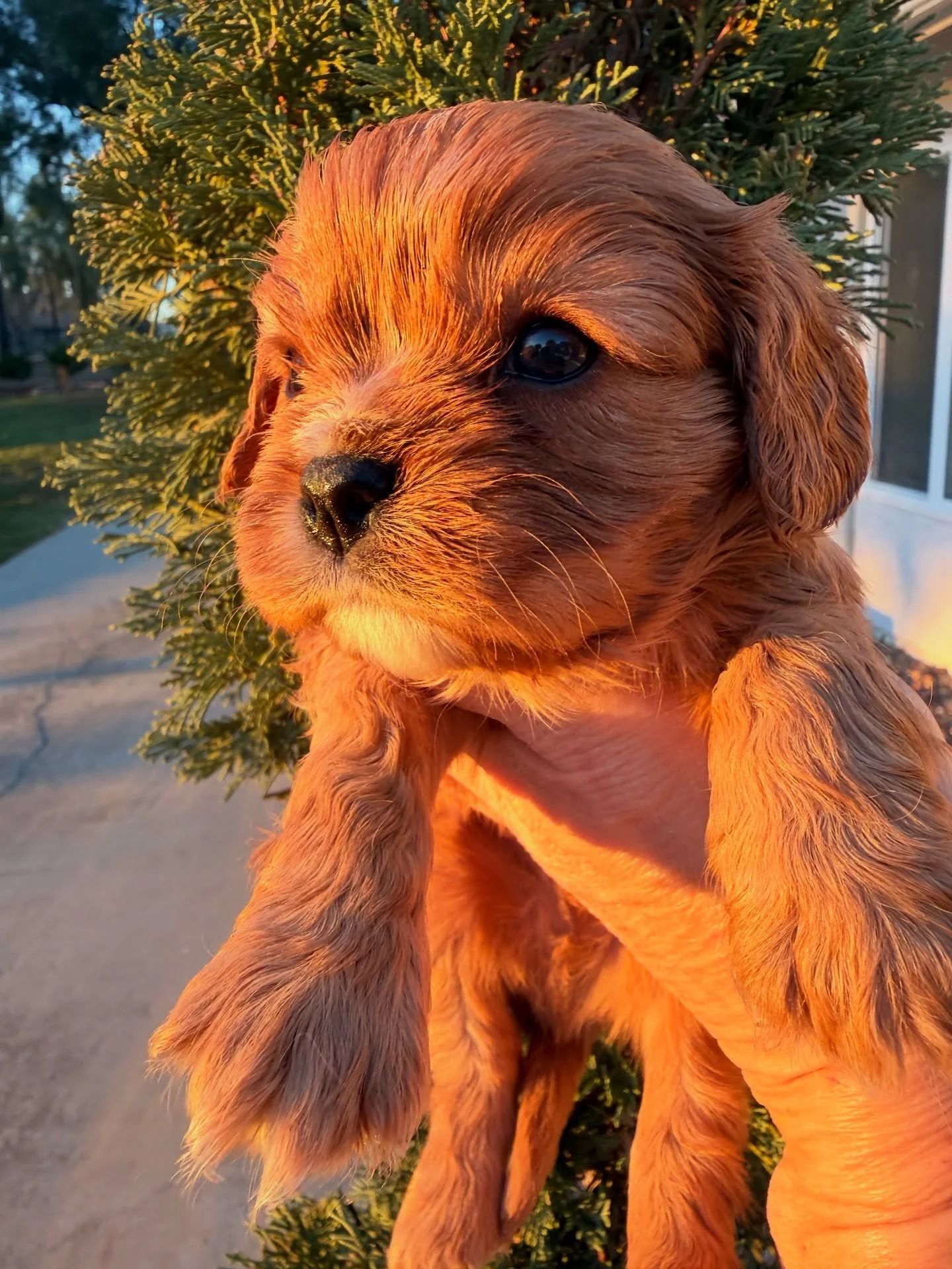 Arlo, purebred cavalier - he is spoken for. Not available. Just awfully beautiful! 😍
