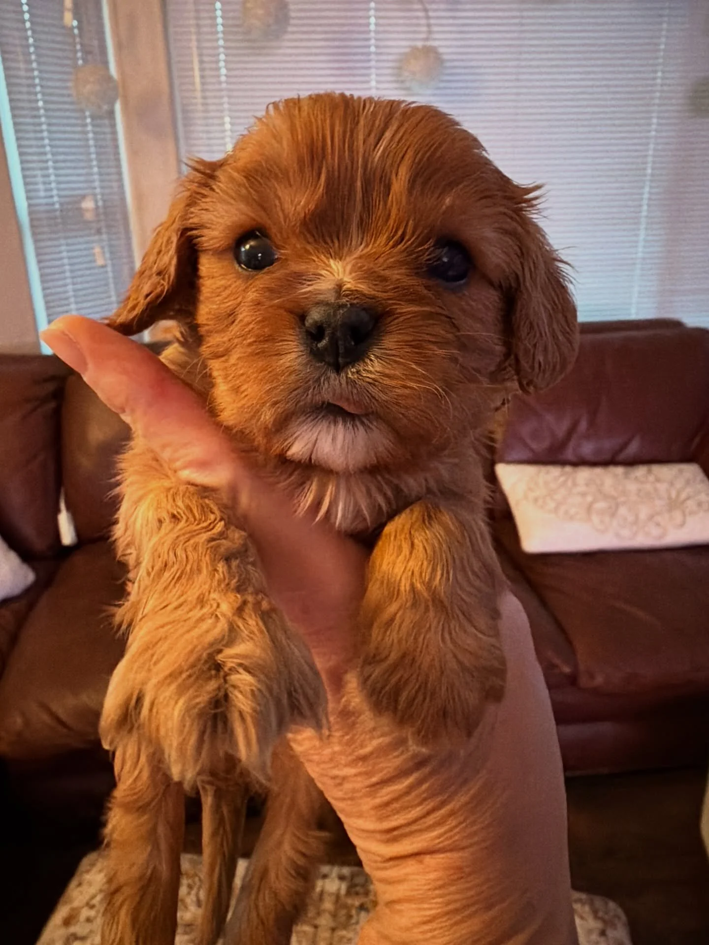 Arlo and Asher, both are spoken for. I just got some good photos today and wanted to share