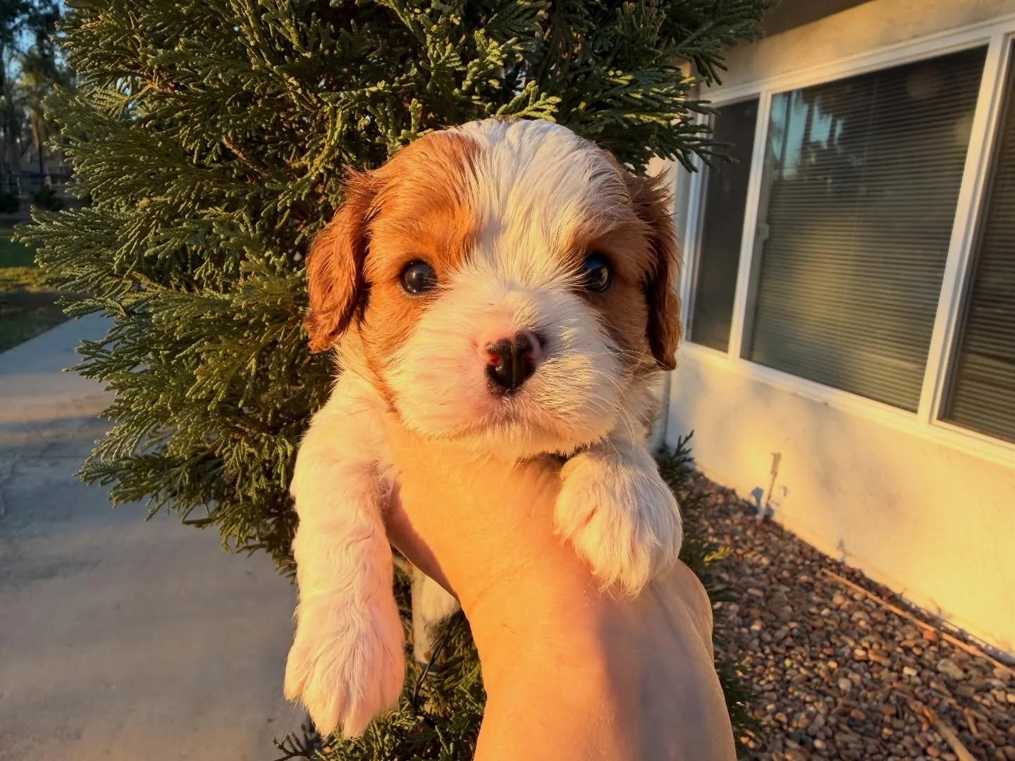 Ava and Archie. These cavaliers could not be more beautiful! All are spoken for. 💖