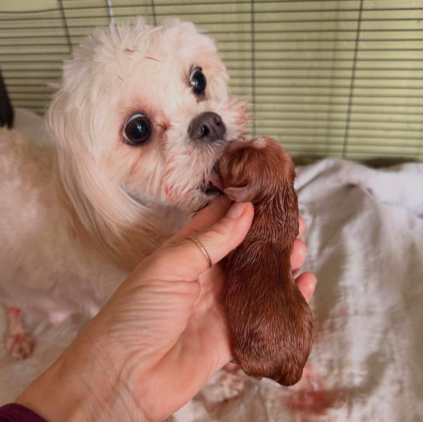 Tabitha is gracing us with beauties today. 💖 we didn&rsquo;t quite make Valentine&rsquo;s Day but almost.