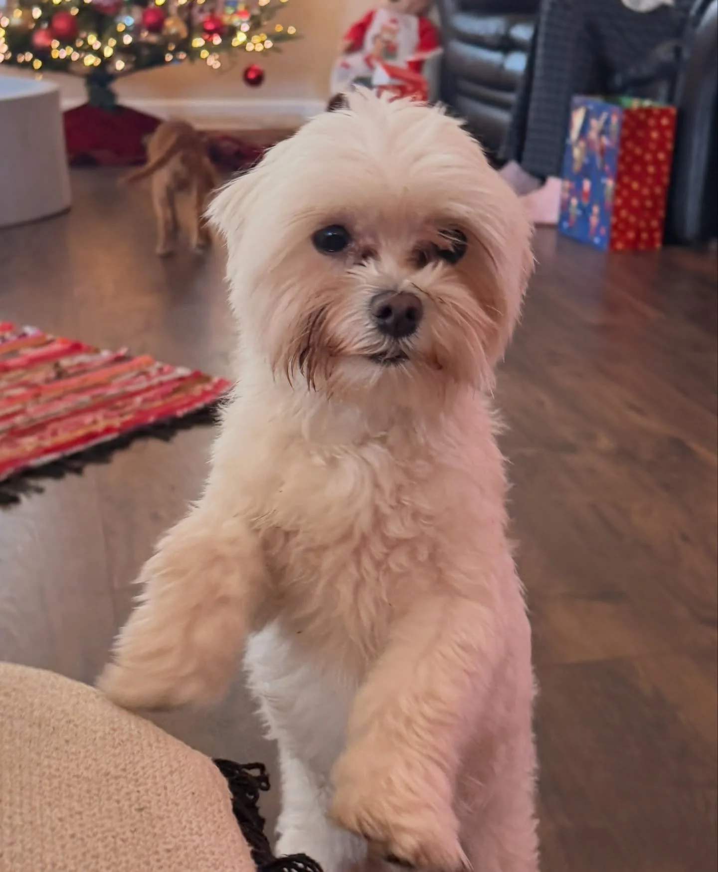 Coco Chanel and Jameson are expecting cavamalts in about 8-9 weeks!! I went ahead and decided on cavamalts since we&rsquo;ve got cavamaltipoos now. People have been asking for cavamalts but nobody has yet committed. From mating to go-home is 4 months