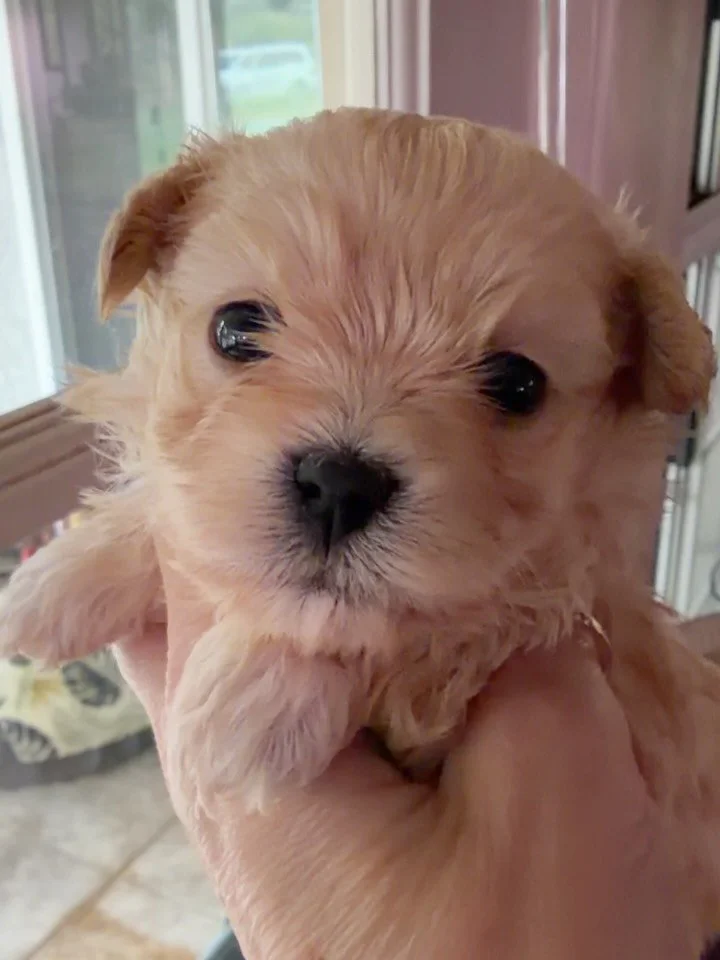 Martini, small cavamaltipoo girl from momma Gucci. Sweet, docile, very adaptable baby that will be easy to train and could easily be a purse puppy her whole life 💖