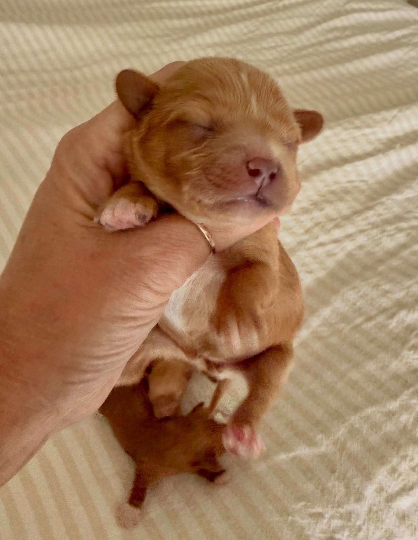 Arrow (smaller girl) and Heartley (larger girl). Cavamaltipoos. Probably in the size range of 6-7 pounds.