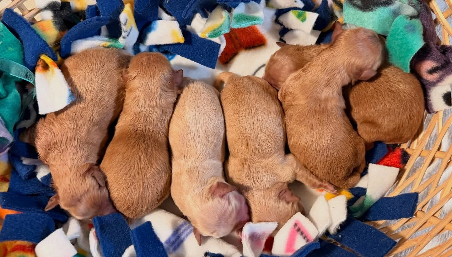 Cavapomapoos (pomeranian-toy poodle-cavalier). 4 boys to the right and 2 girls to the left. These babies are all teddy bears: Honey, Winnie, Corduroy, Paddington, Teddy, and Fozzie. 😍