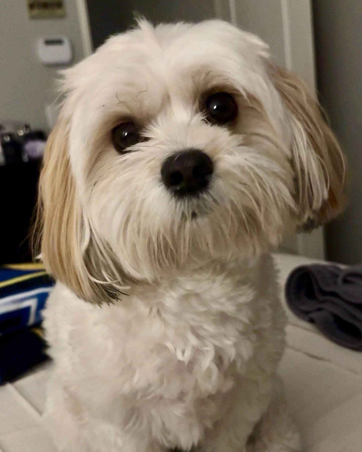 Rocket, formerly Graham from Nova and Billy&rsquo;s s&rsquo;mores litter. He is sooooo beautiful! Thank you, Summer, for sharing 💜💖💜 Rocket is a cavamalt. Coco will be giving us blenheim cavamalts in a few weeks.