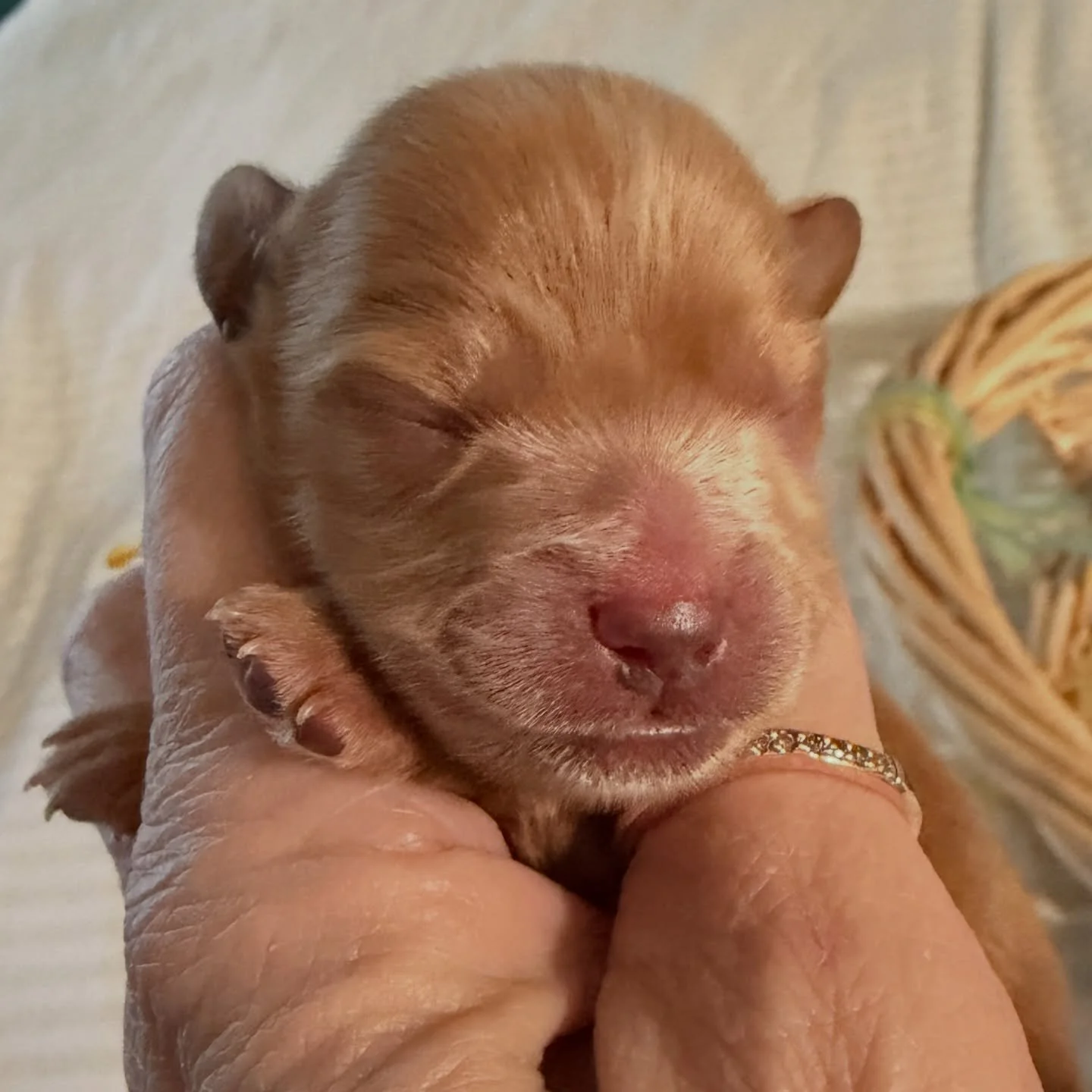 Fozzie Bear is spoken for!! Summer and family are getting their second Cavalier Kingdom puppy, and our first ever cavapomapoo. 💖😍