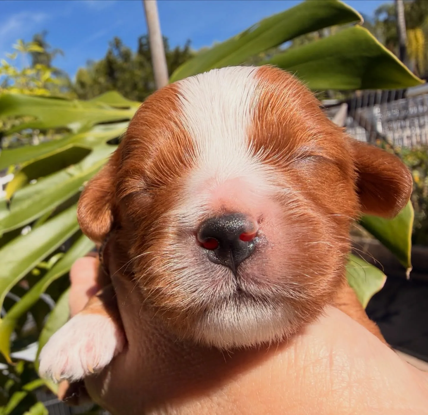 Cupid, cavamaltipoo boy from Tabitha. He already found his true love. NOT available.