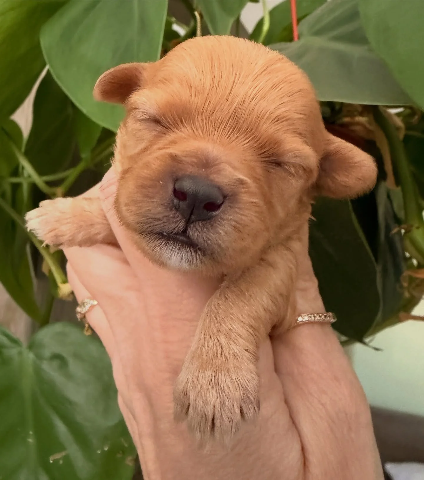 Arrow, teeny tiny cavamaltipoo girl. May wind up only 4-6 pounds, from Tabitha. Mid April is her time to fly the coop. This little Arrow has bot yet pierced anybody&rsquo;s heart, she&rsquo;s looking for love.