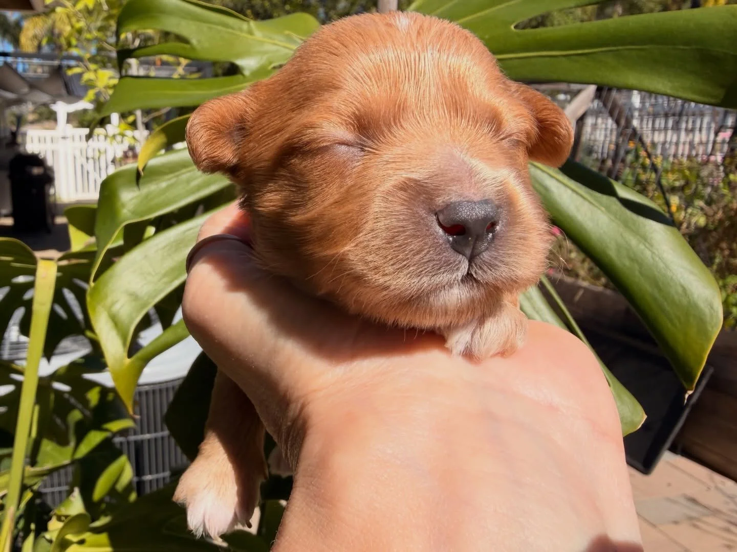 Heartley, the bigger cavamaltipoo sister to Cupid and Arrow. She will likely be between 6-9 pounds fully grown. Also looking for love and hoping to find it by mid April.