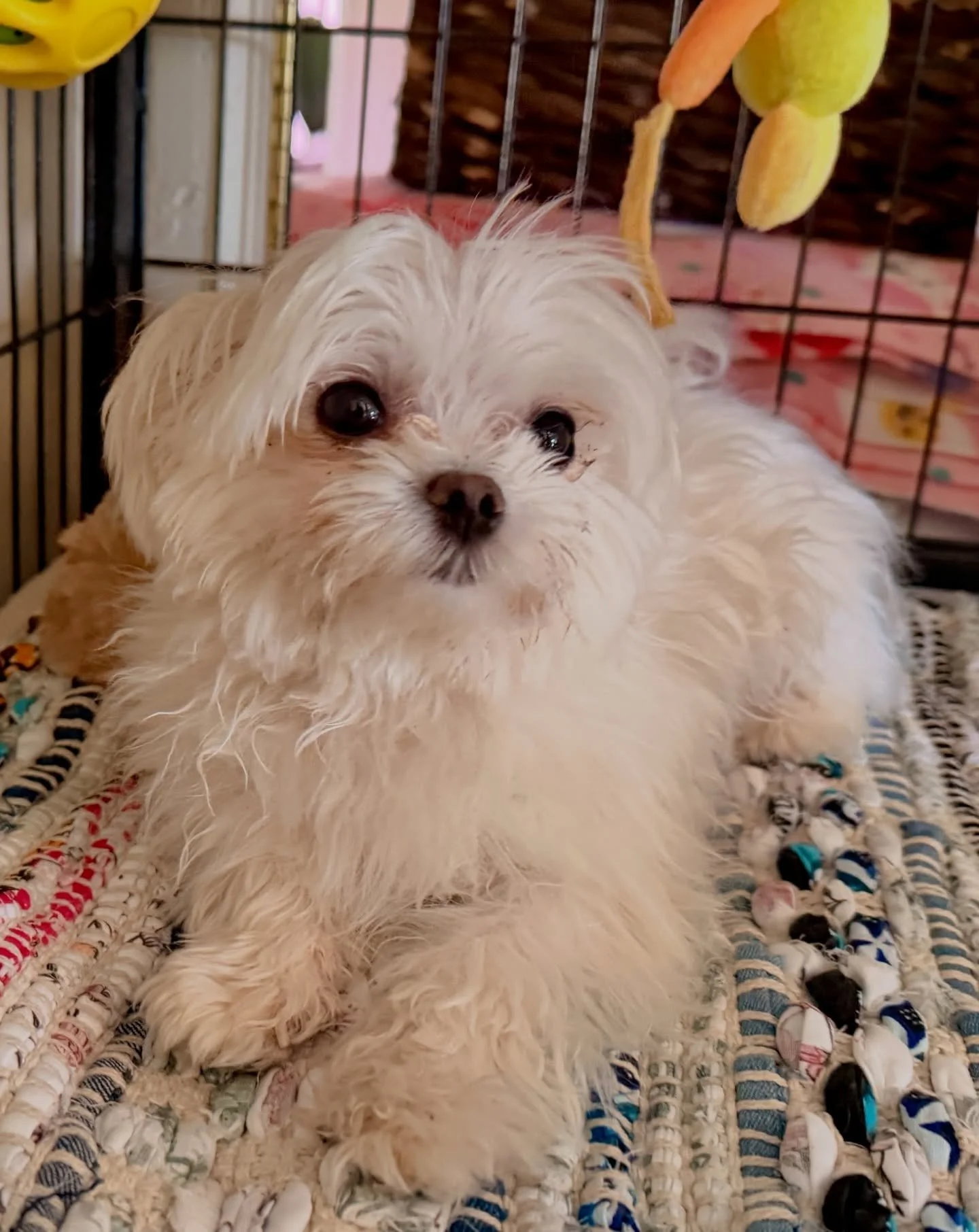 Momma Gucci will be retiring just as soon as her Littles are fully weaned. Since she needed a Csection and had a tendon wrapped around her uterus she is done with mommying after her one and only litter. She&rsquo;s a tiny girl with a big personality.