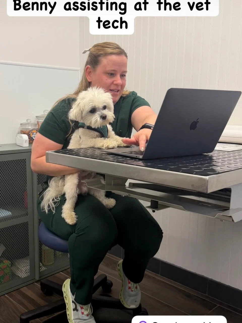 Benny, the puppy formerly known as Louis V., brother to Coco and Gucci (and Versace). 8 pounds of character and sweetness. He loves his sister and is apparently very good at making everyone pick him up and hold him. 💖 Thank you Teresa for the update