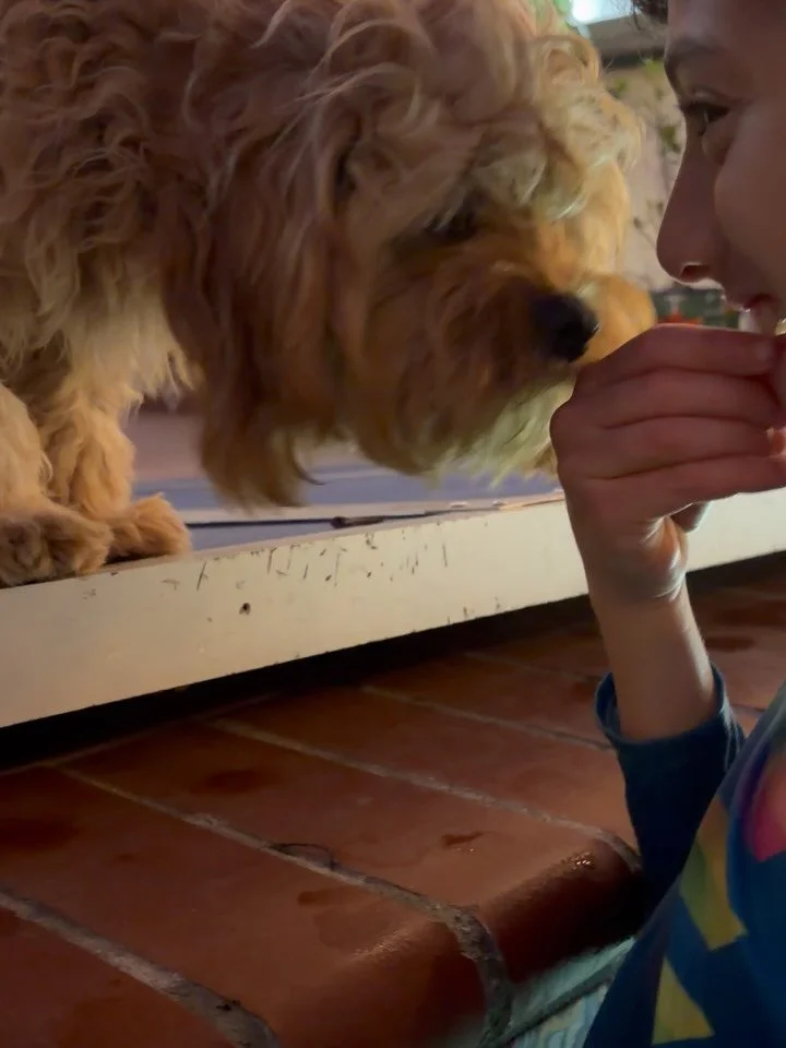 Watson, the puppy formerly known as Bodhi. Thank you, Alete, for the fun share! 💖 (cavapoo from Fergie and Mac Daddy)