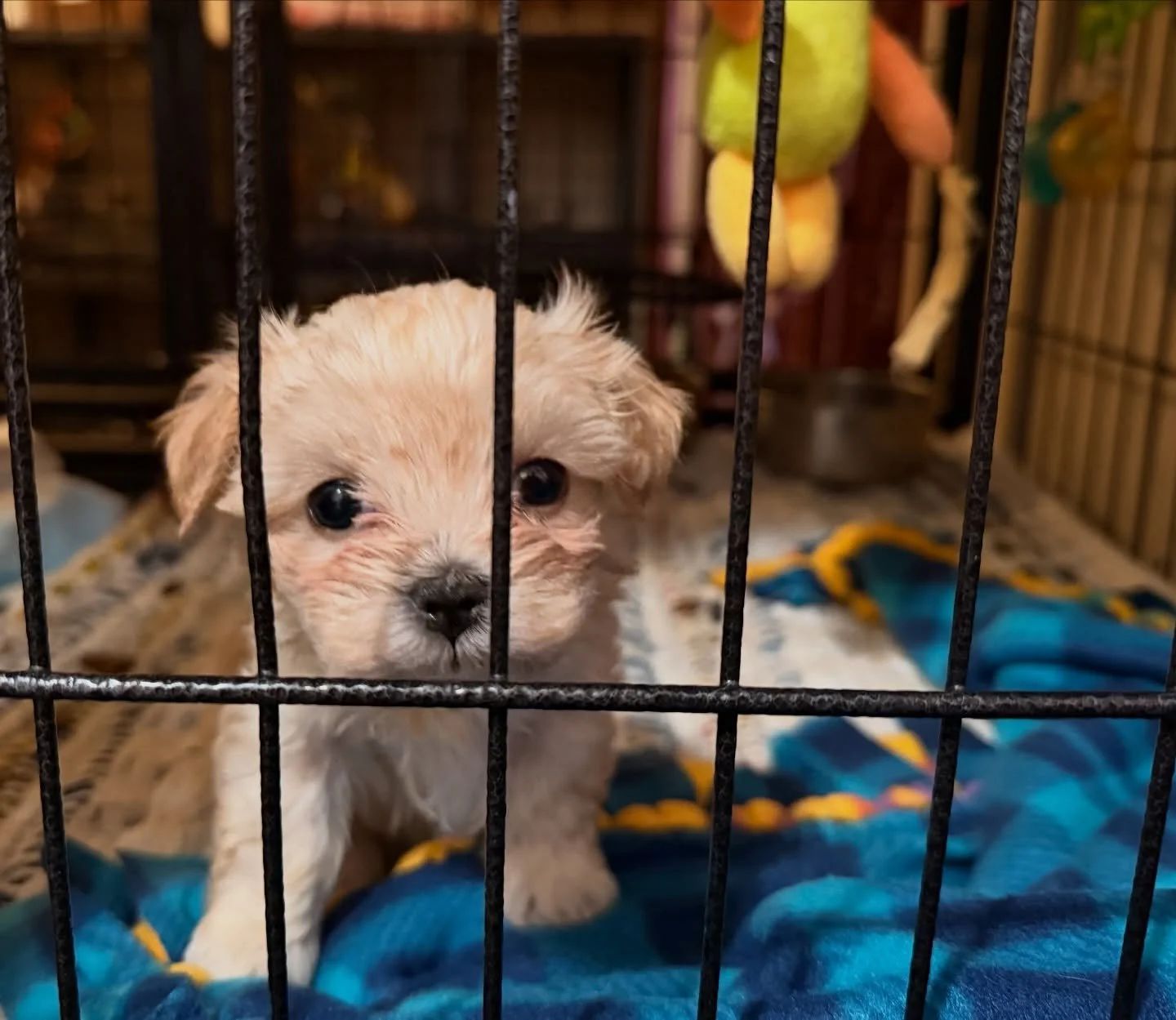 Martini and Olive, the teeny tiny Gucci babies. Cavamaltipoos. They are both spoken for.