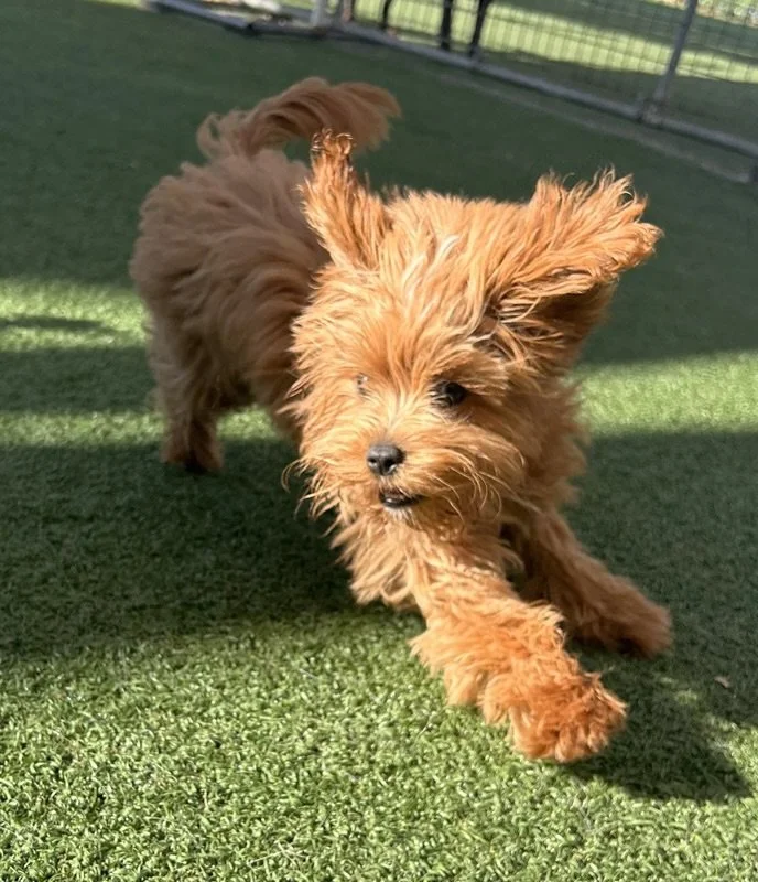 Dot, the puppy formerly known as Donna Summer. 5 months old now. Thanks you to Fredda for the send-in 💖💖