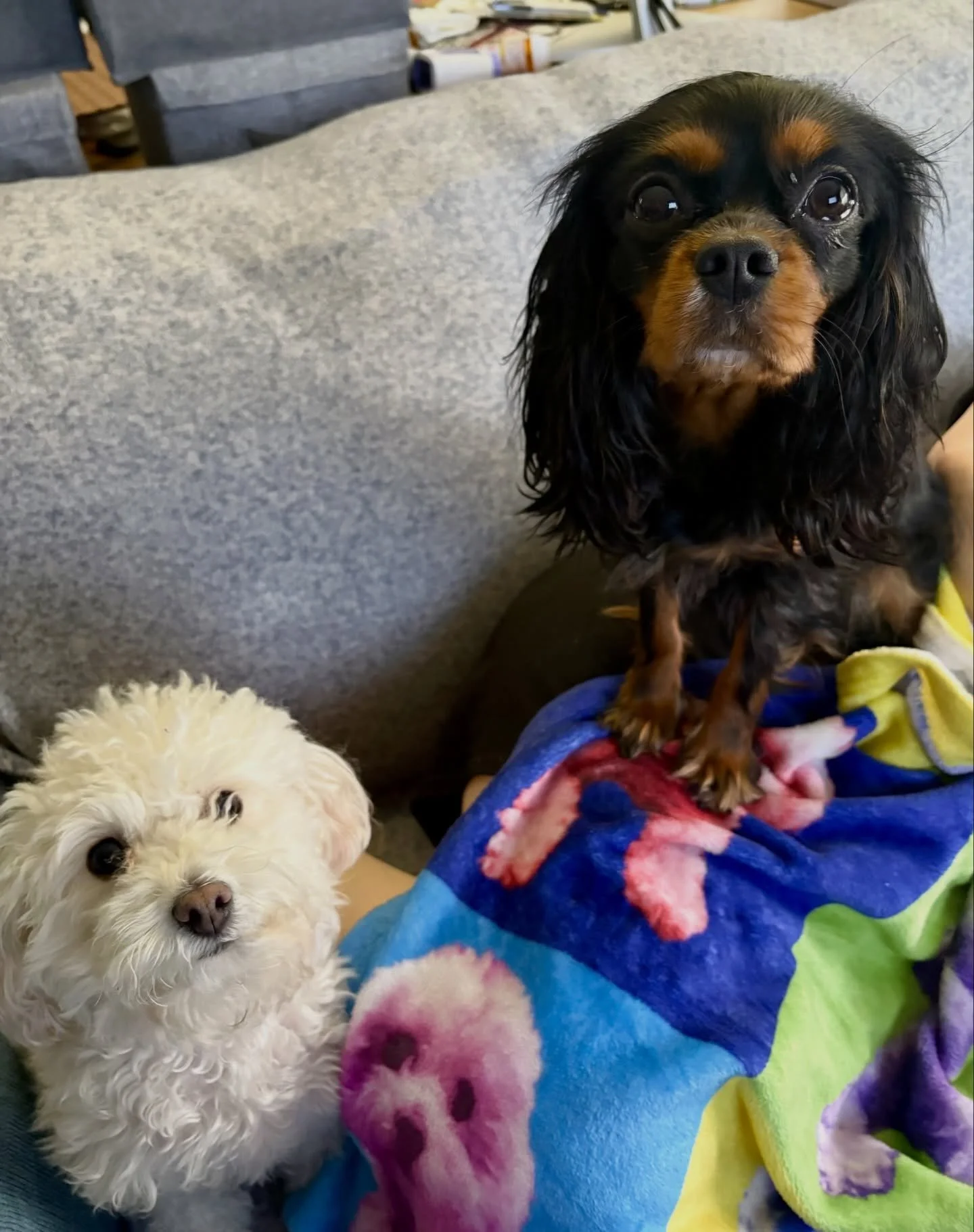 Pepper Jack and Colby Jack. Livin&rsquo; the good life in Chicago Illinois