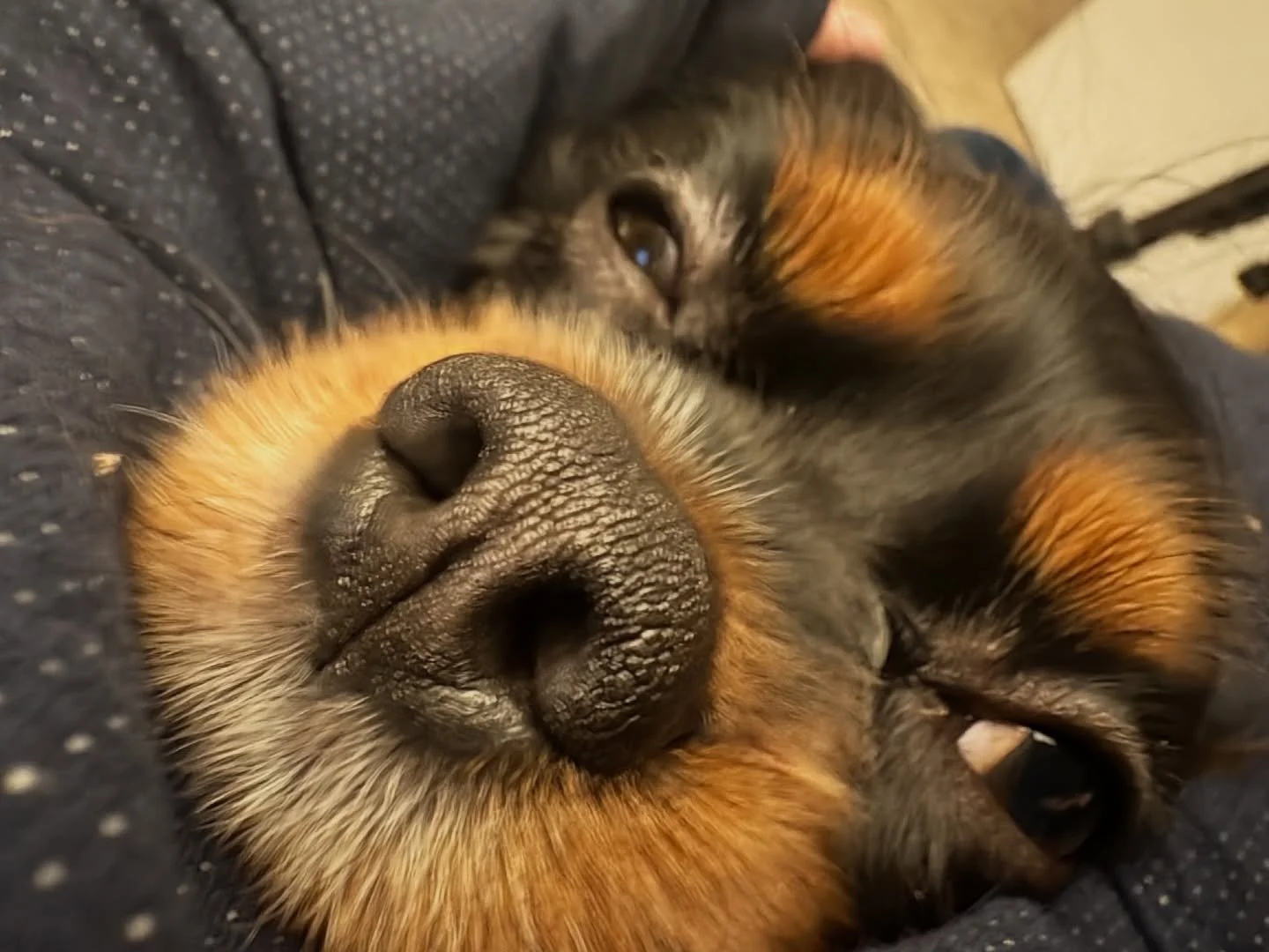 Pepper Jack, the puppy formerly known as Bagheera. Thanks John for the send-in!! Pepper is a super sweet girl and loves her sister Colby Jack  who is a Cavalier Kingdom retiree.