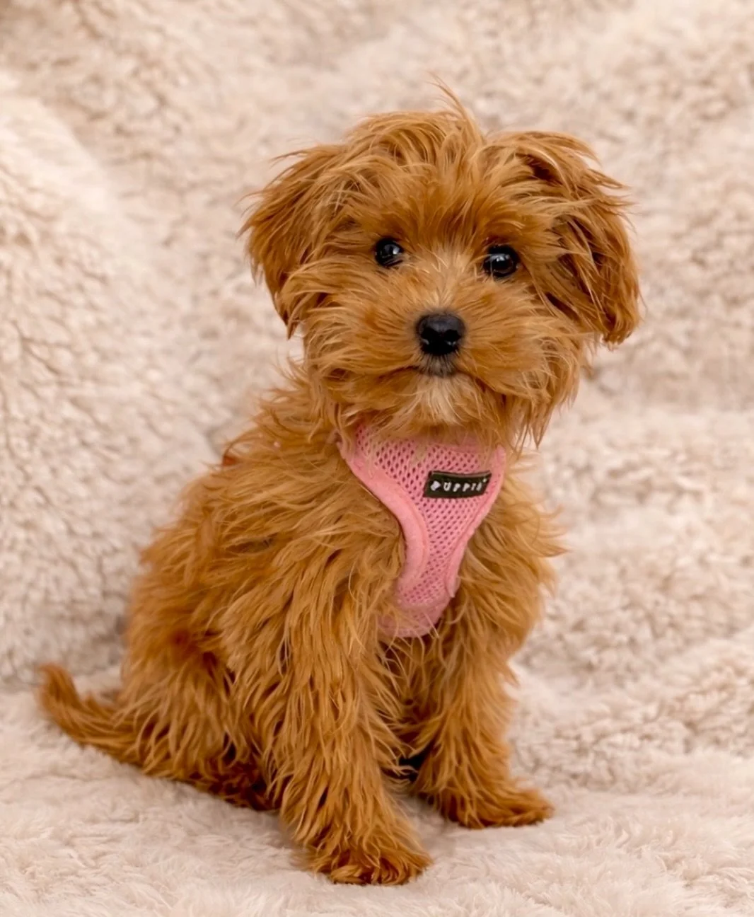 Again, Dot, formerly Donna Summer. 5.1 pounds. From Jolly and Mac Daddy. Thanks again Fredda for the share