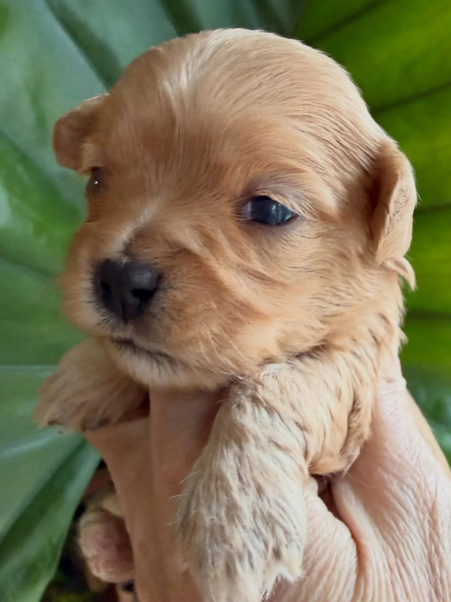 Arrow, little cavamaltipoo girl. Best guess at adult size is between 5-10 pounds