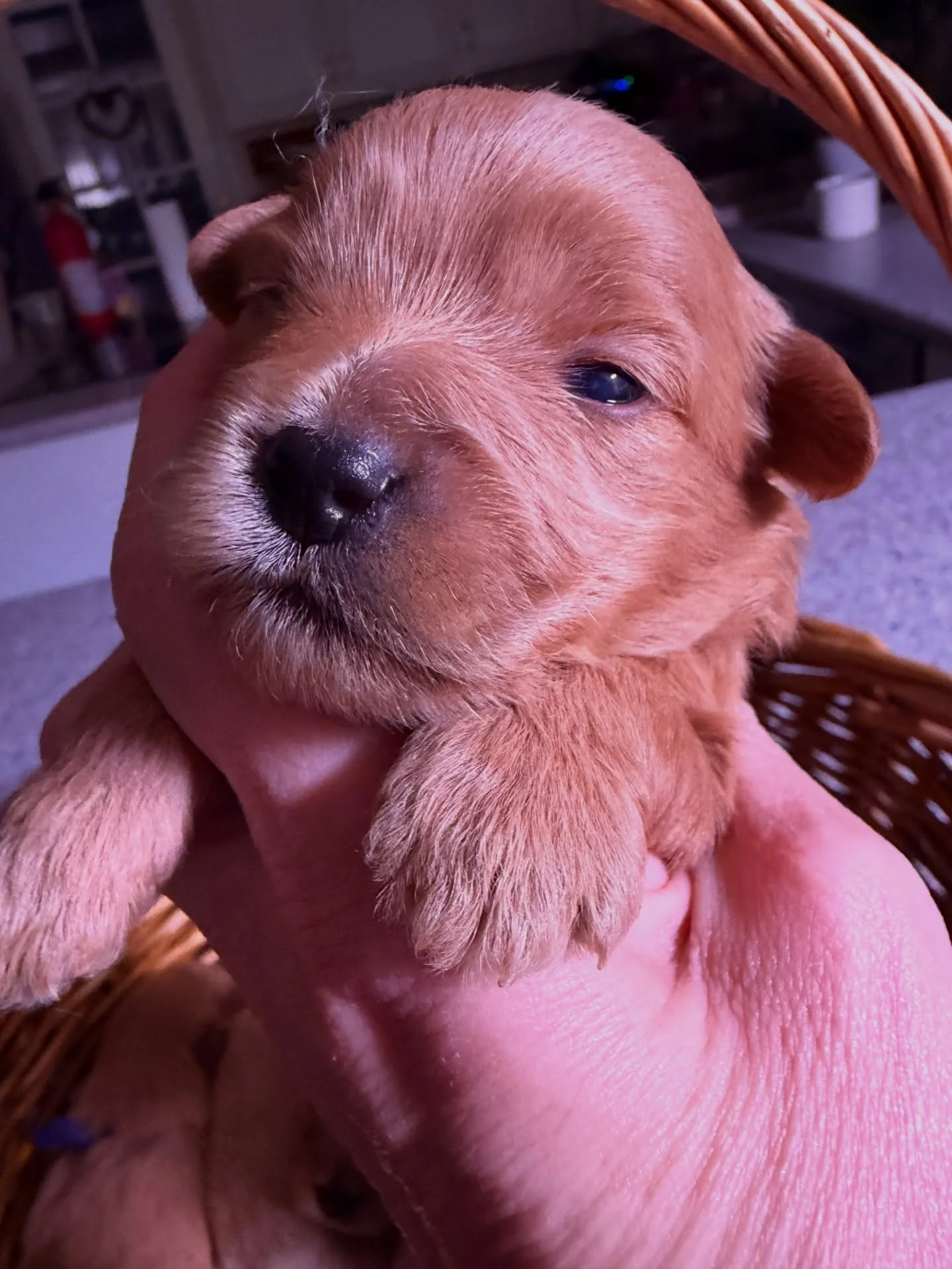 Pomapoos with a little bit of cav.