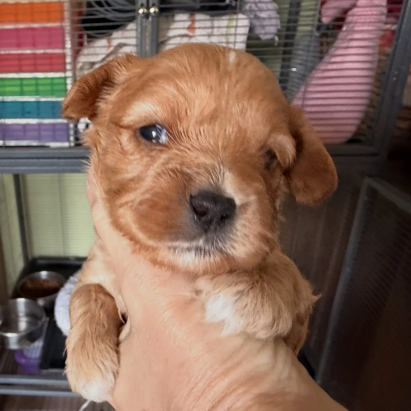 Heartley, female cavamaltipoo. Waiting for her Valentine